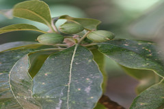 Pittosporum dasycaulon